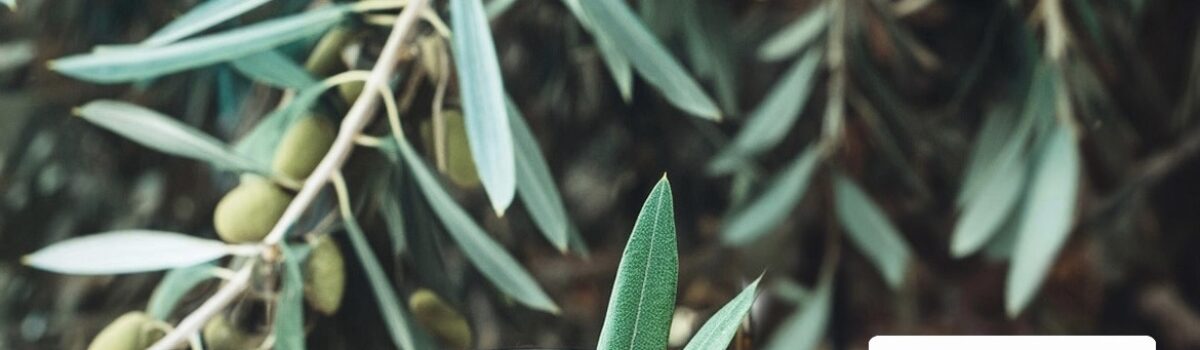 Estratti di foglie di ulivo e di carrubo: elisir di salute dalla Natura