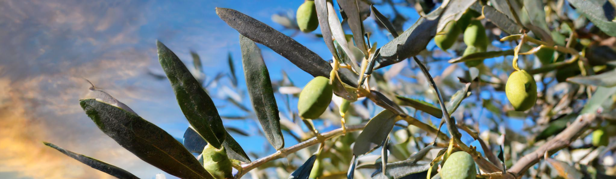 The Silent Masters of Sicily: The Olive and Carob Trees
