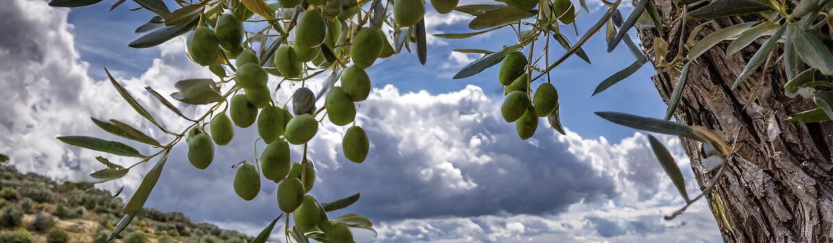 The green patriarch and the resilient giant: the olive tree and the carob tree, silent witnesses of Sicilian peasant civilization
