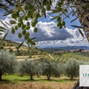 The green patriarch and the resilient giant: the olive tree and the carob tree, silent witnesses of Sicilian peasant civilization