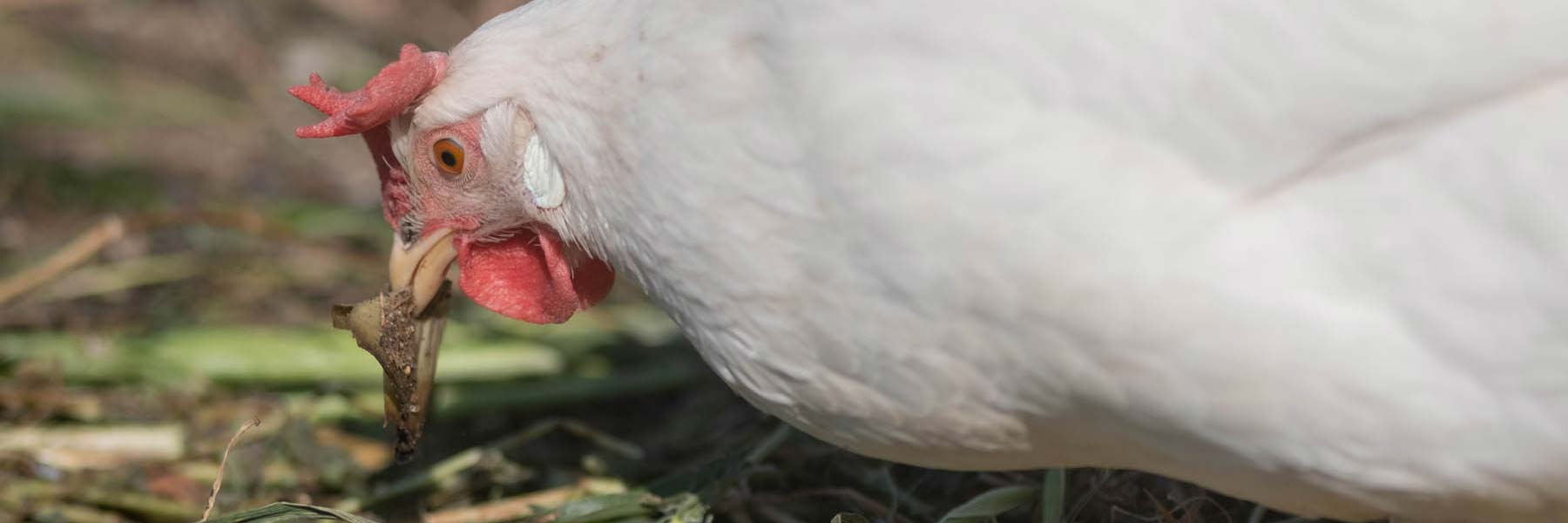 Leghorn hens eggs without antibiotics
